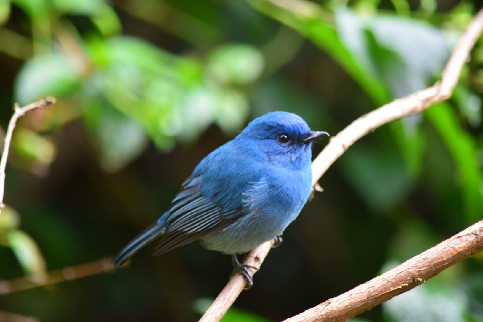 Birds With Blue Feathers In Virginia