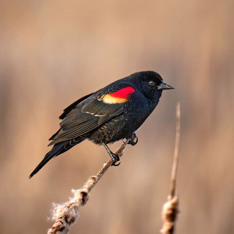 Black Bird With Orange Wings