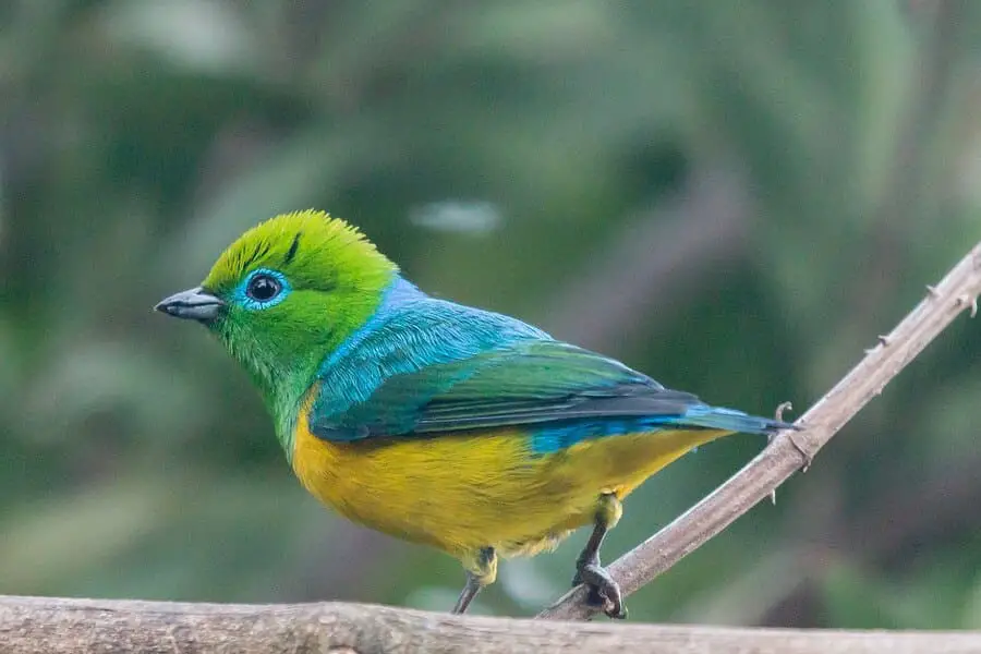 Blue-naped Chlorophonia