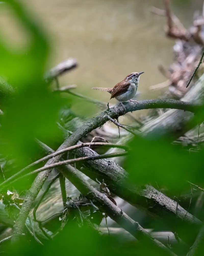 Small Birds In Massachusetts