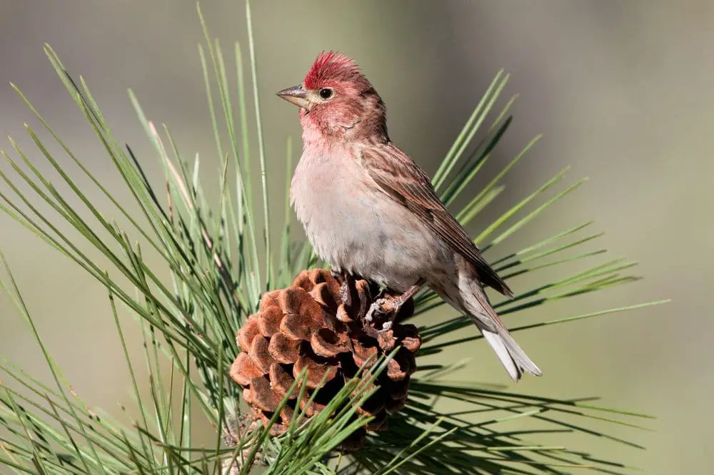 Cassin’s Finch