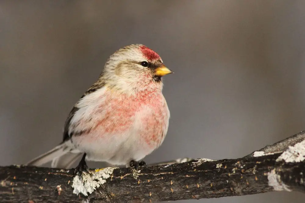 Common Redpoll