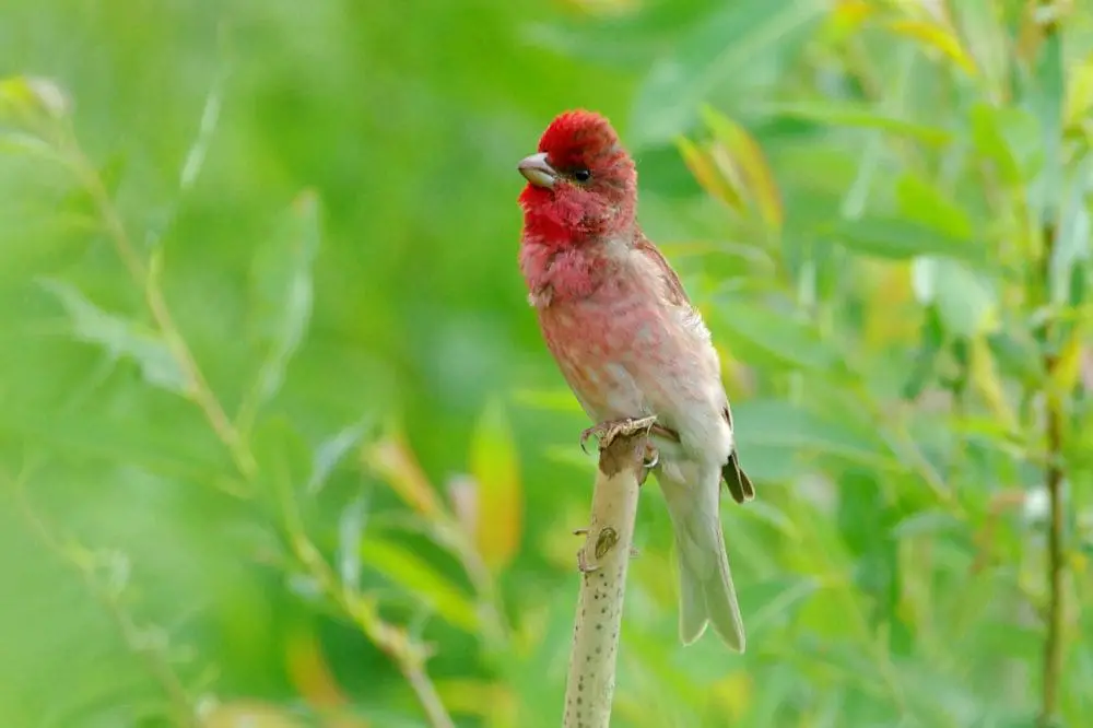 Common Rosefinch