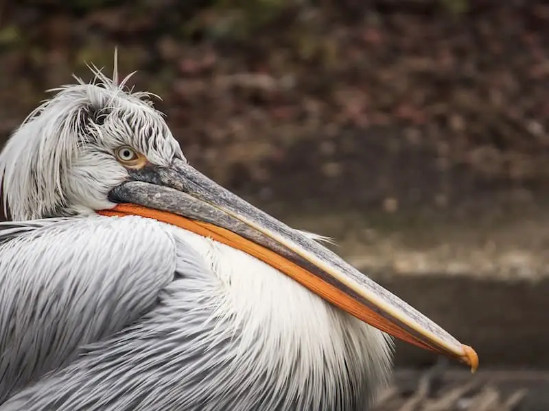 Dalmatian pelican