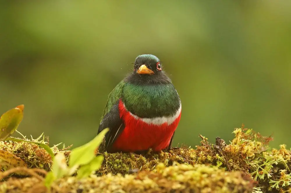 Elegant Trogon