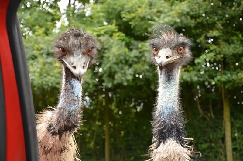 Emu