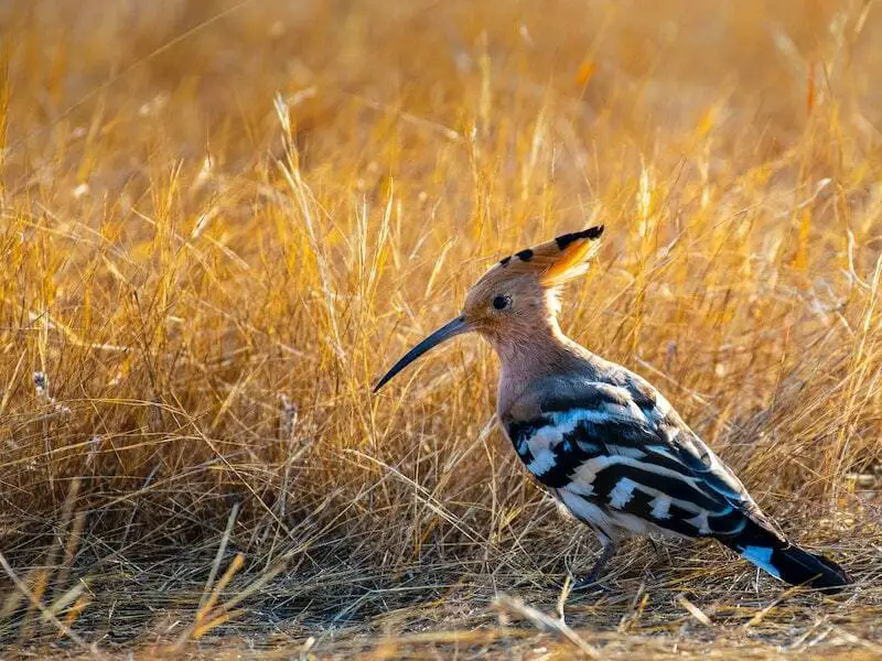 Eurasian hoopoe