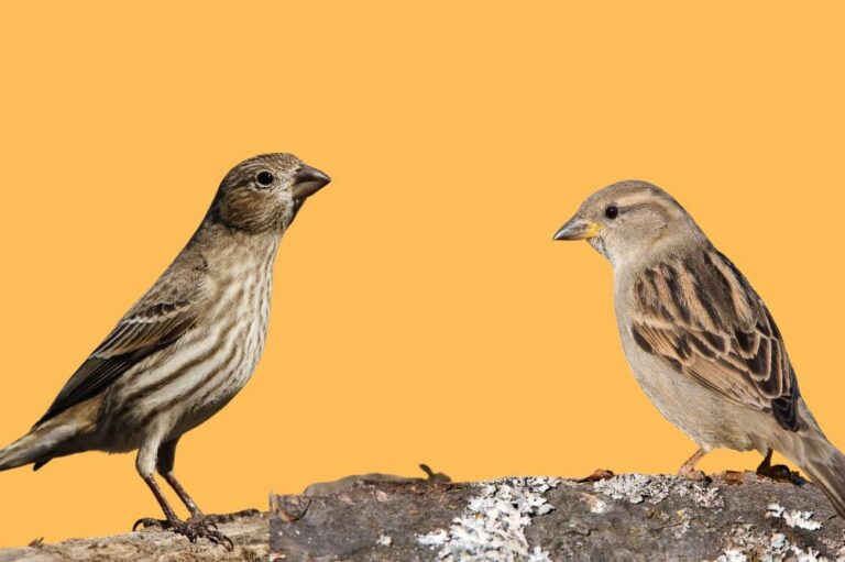 Female House Finch vs House Sparrow 