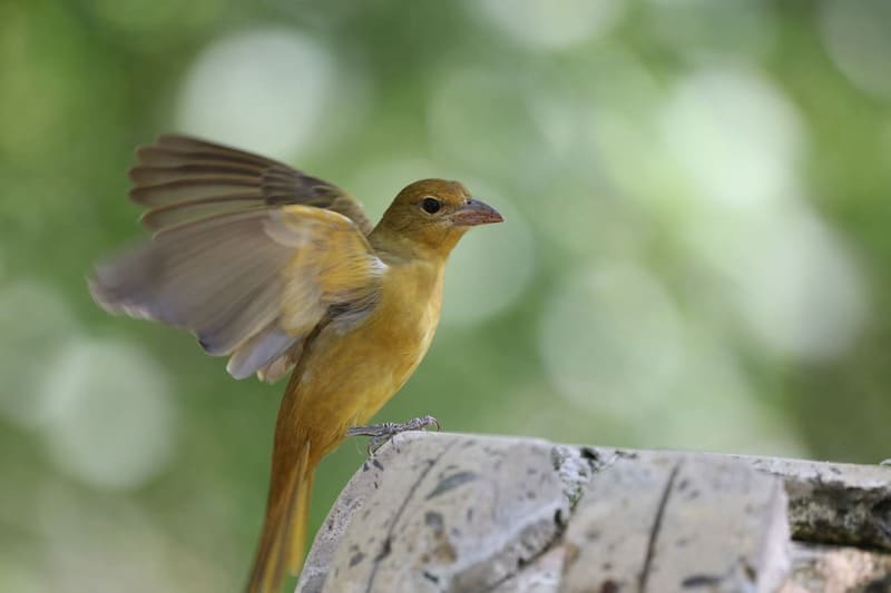 Female Summer Tanager