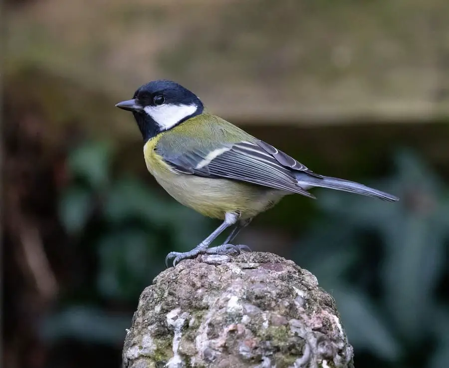 Great-tit