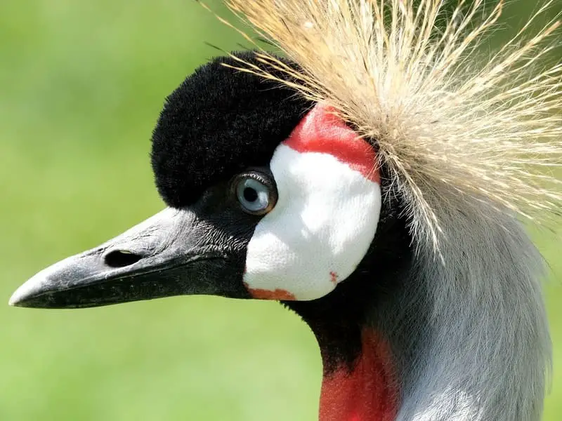 Bird With Hair On Top