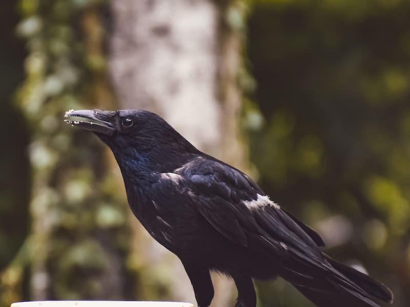 crow getting ready to fly