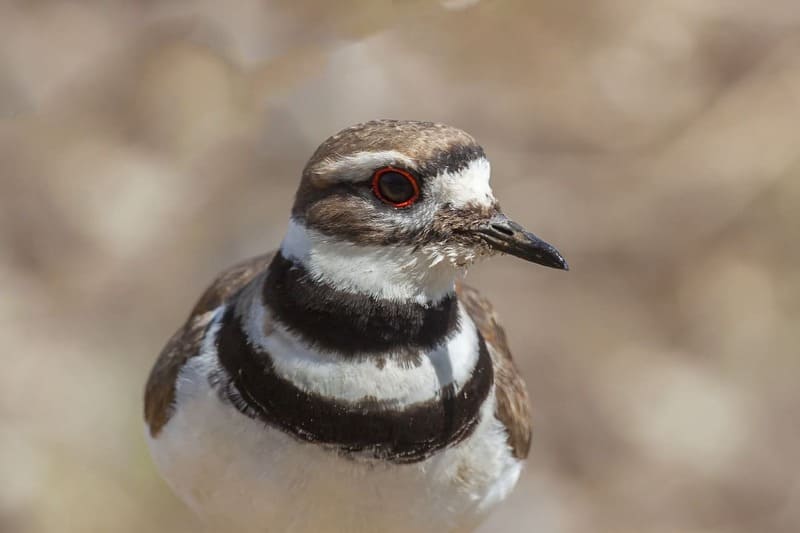 Killdeer