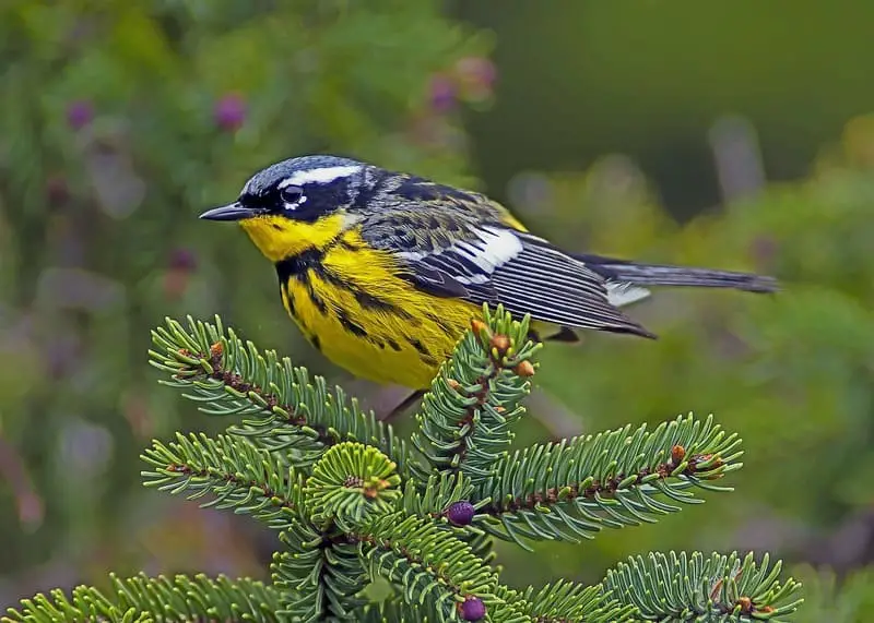 Magnolia Warbler