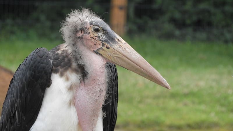 Marabou Stork