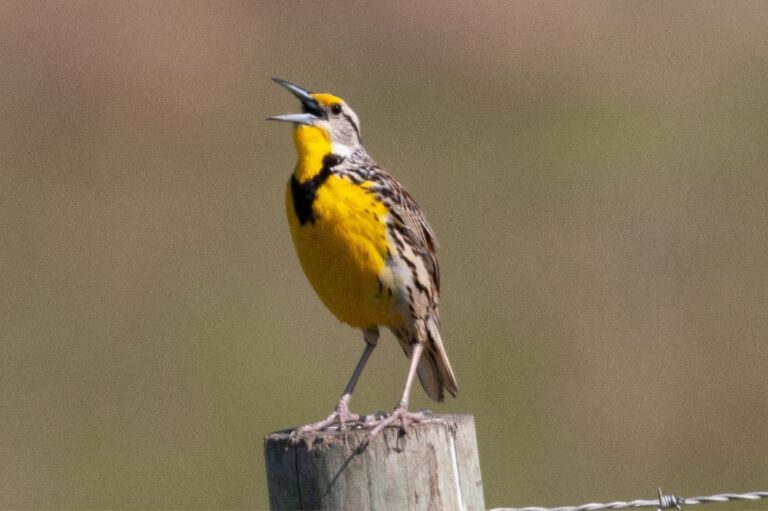 Do Birds Eat Grasshoppers? (Which birds and how to control)