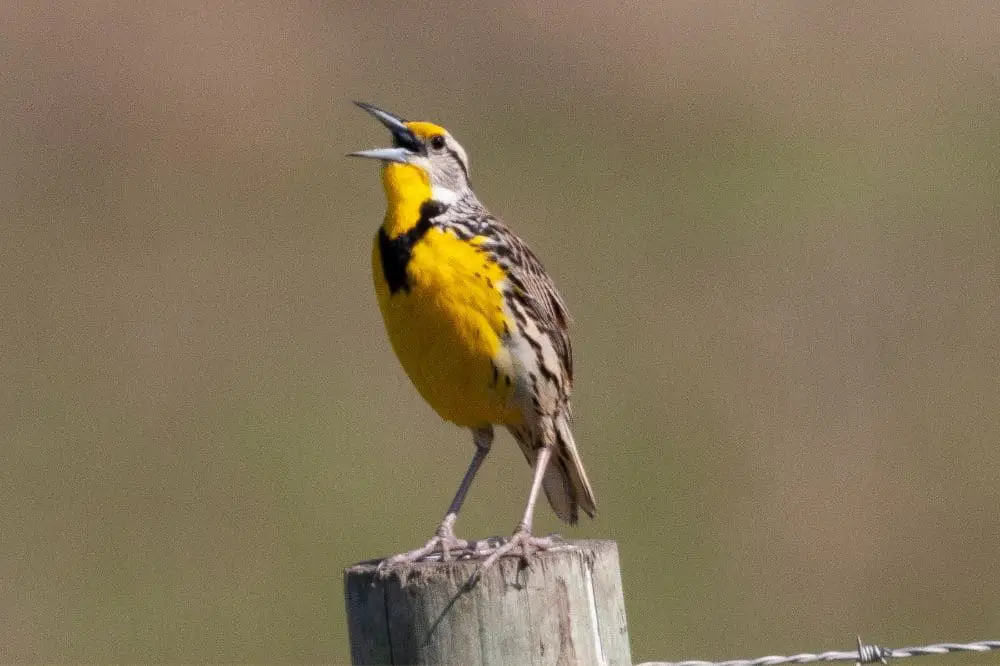 Meadowlarks