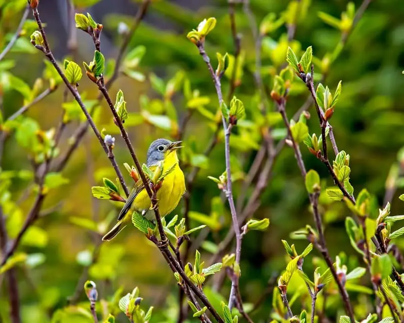 Nashville warbler