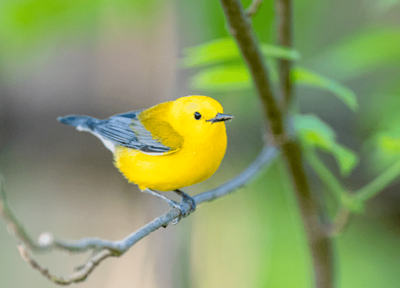 New World warblers
