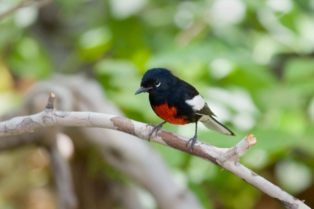 Painted Redstart