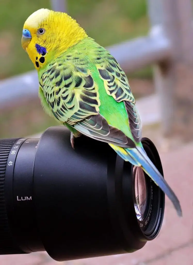 Parakeets