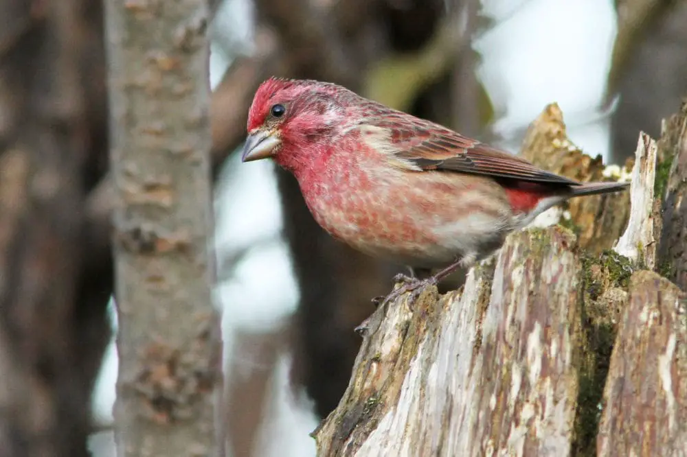 Purple Finch