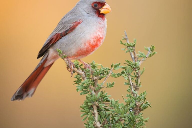 15 Small Bird With Red Chest (With Photo) — BirdieExpert