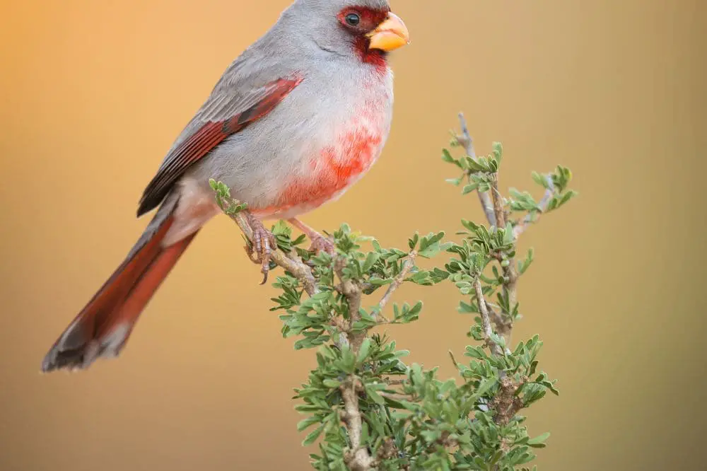 Pyrrhuloxia