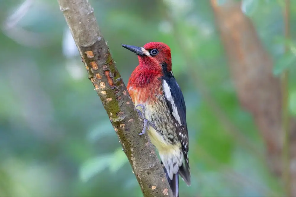 Red-Breasted Sapsucker