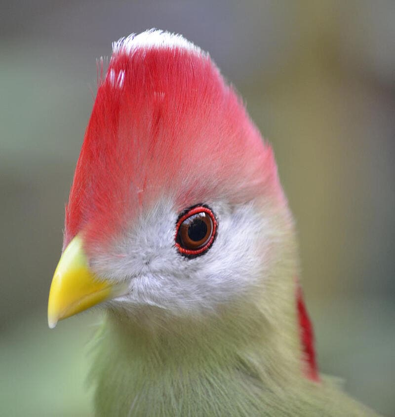 Red-crested Turaco