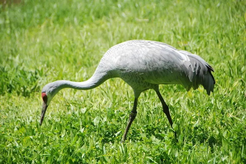 Sandhill crane