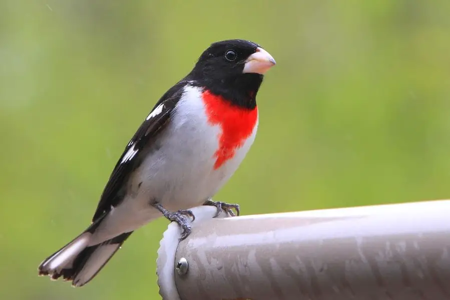 Small Bird With Red Chest