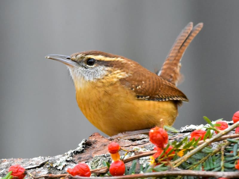 Small Birds In Massachusetts