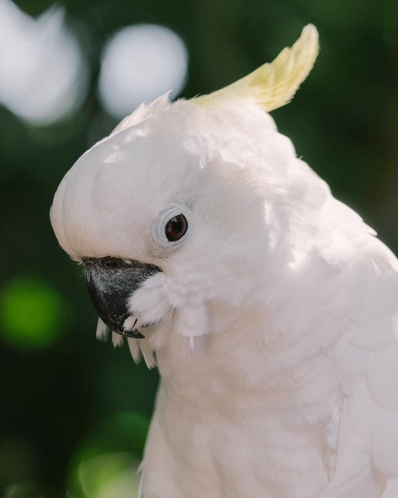 Sulphur-crested cockatoo