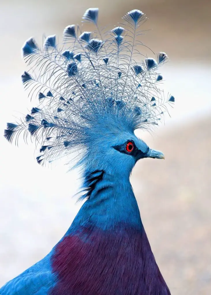 Victoria crowned pigeon