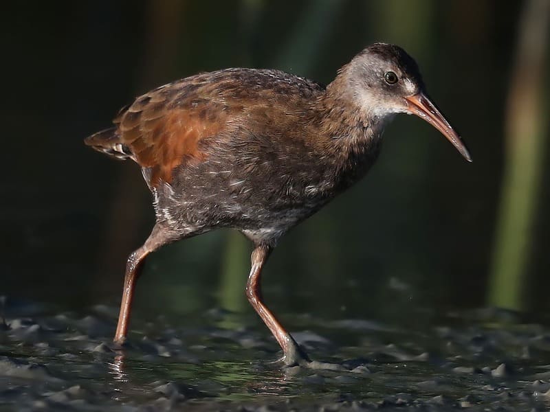 Virginia rail