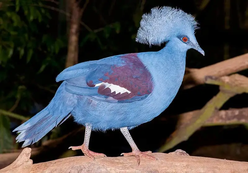 Western Crowned Pigeon