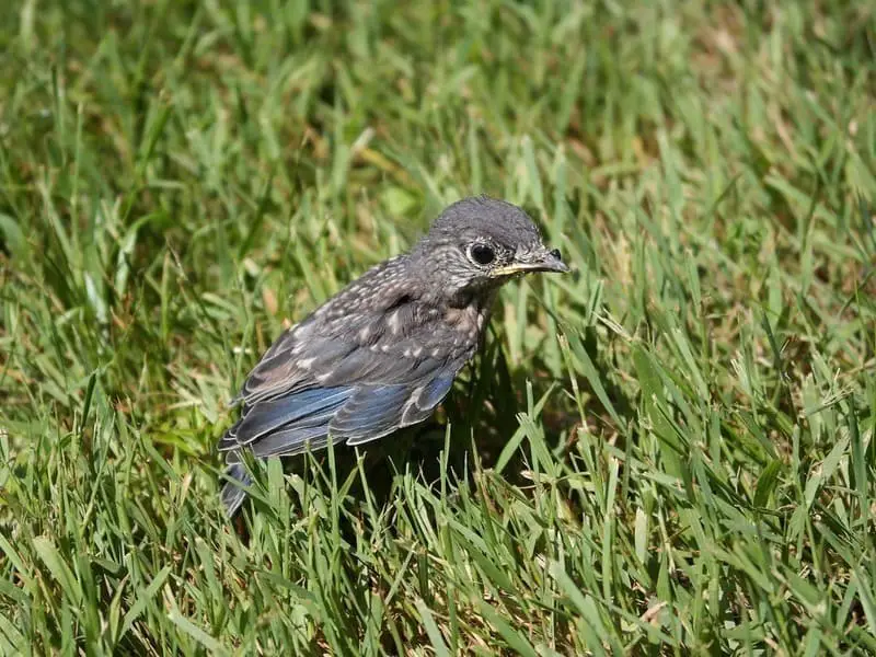 What's a Baby Blue Jay Called + 4 More Amazing Facts and Pictures! - AZ  Animals