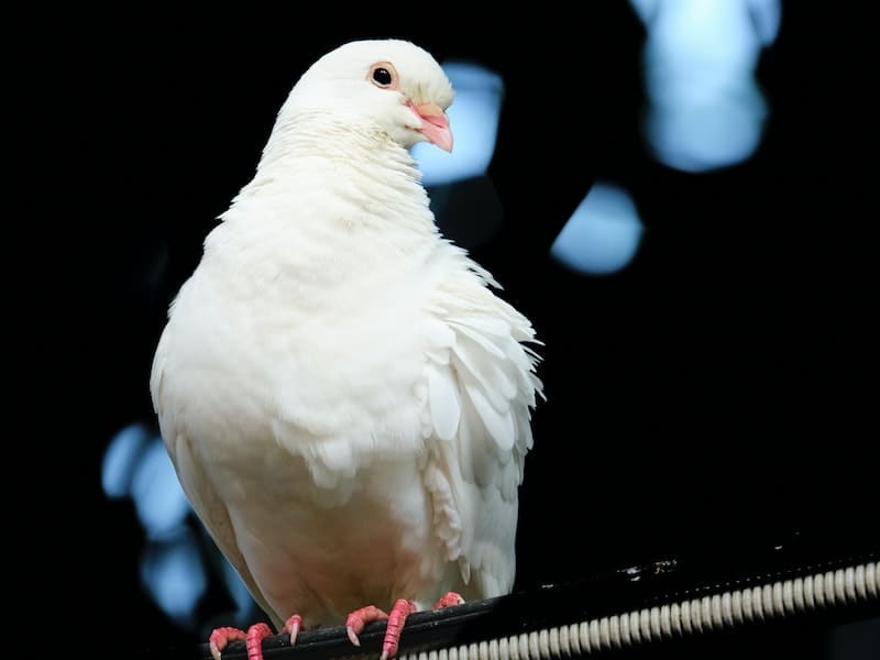 White Bird Spiritual Meanings And Their Symbolism