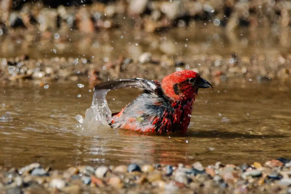 White-winged Crossbill