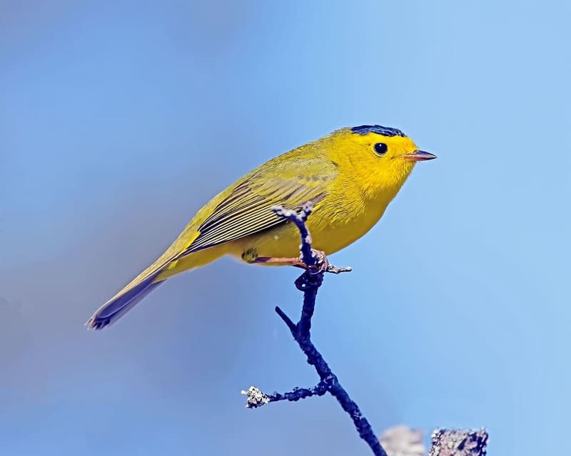 Wilson's warbler