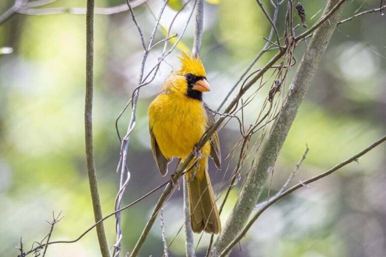 Yellow cardinal bird: Everything you need to know about this bird
