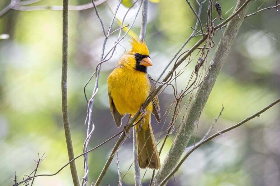 Yellow cardinal bird