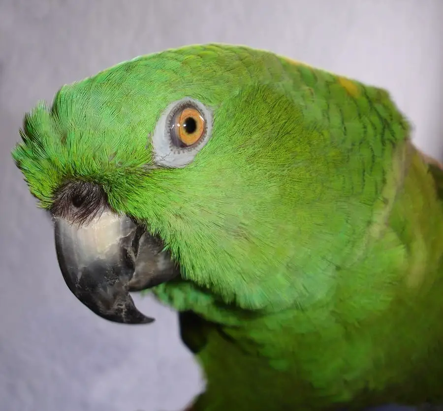 Yellow-naped Amazon 