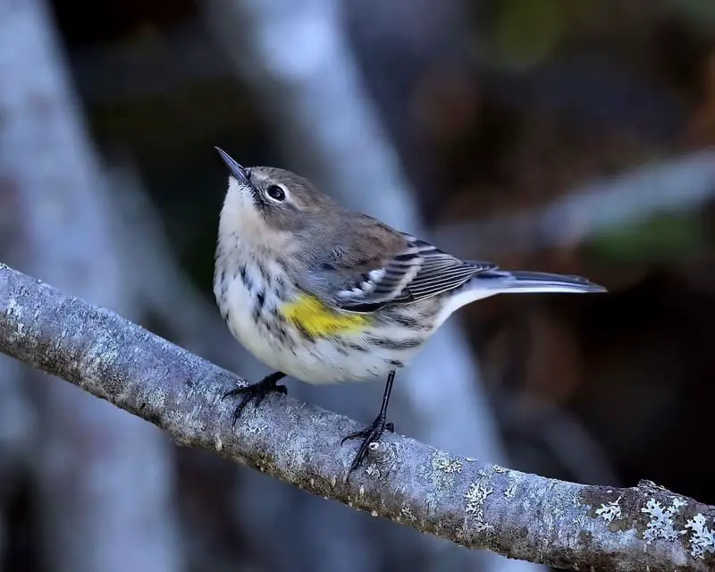 Yellow-rumped warbler