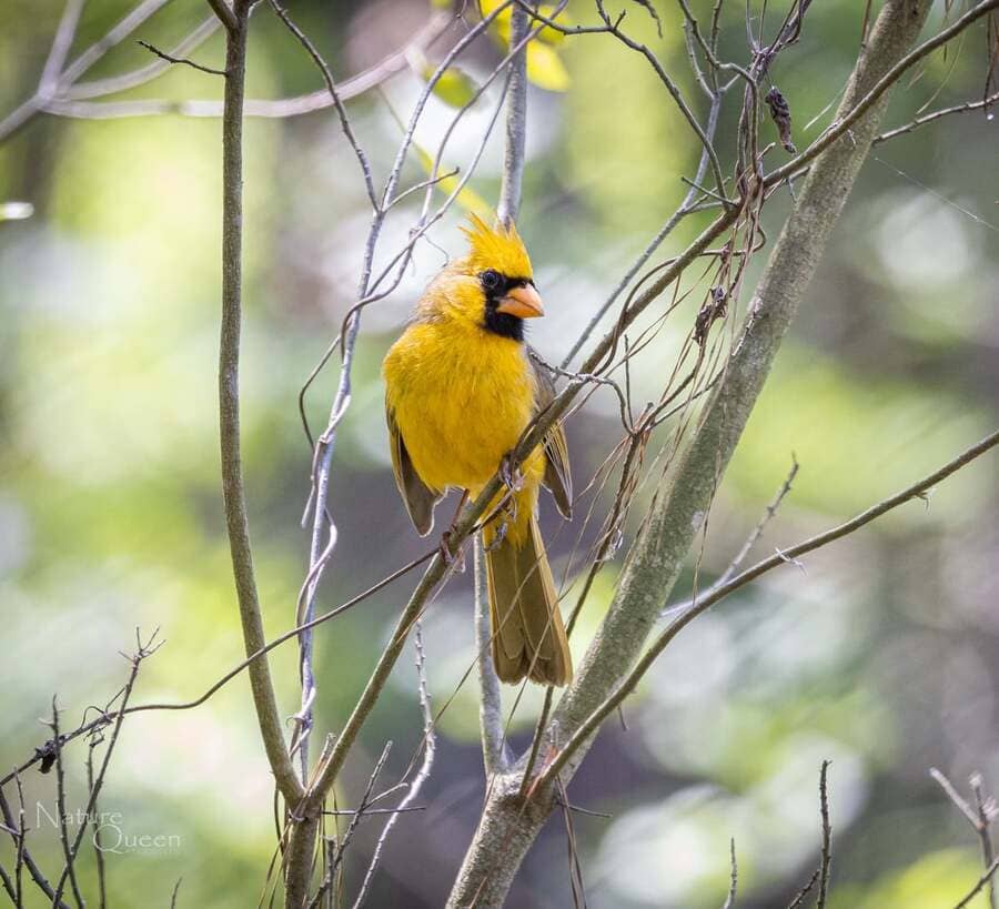 rare yellow cardinal