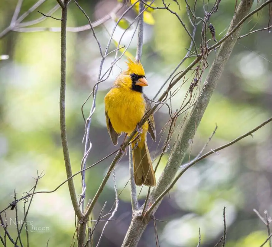 Alabama's yellow cardinal: The science behind an amazing, rare