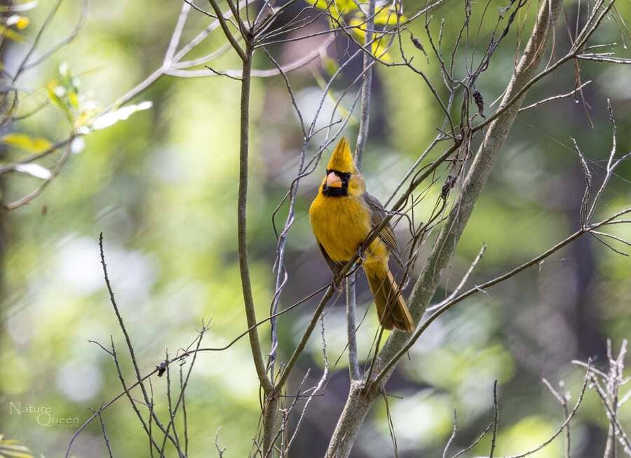 Yellow cardinal on top of the tree