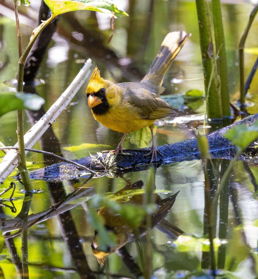 yellow cardinal drinking water