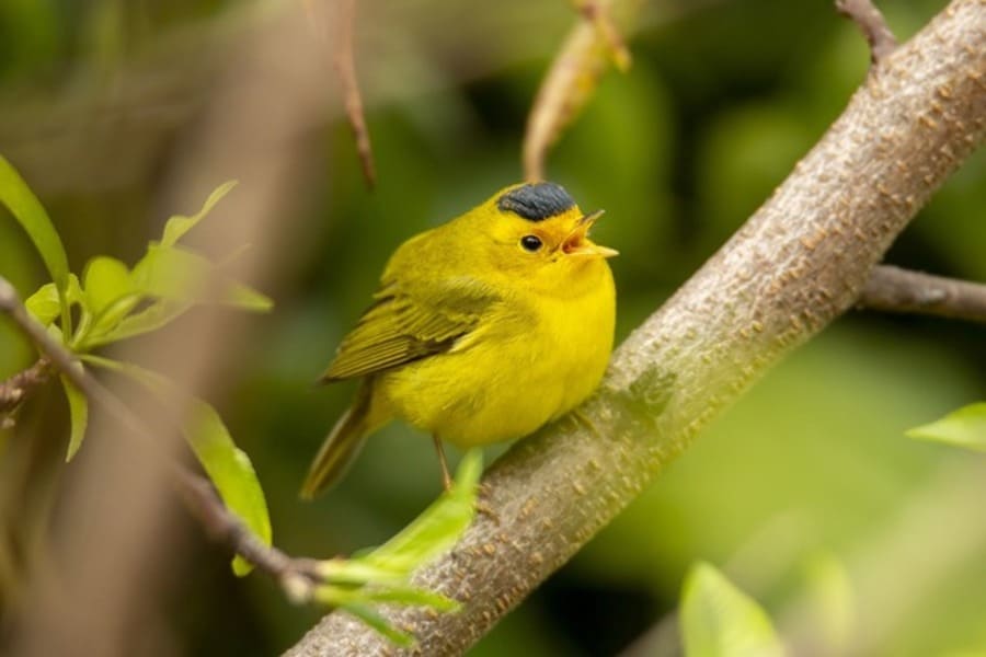 Small Yellow Birds